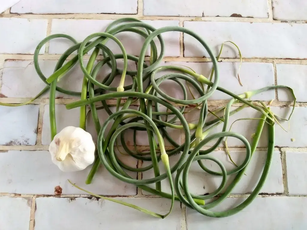 What are Garlic Scapes?