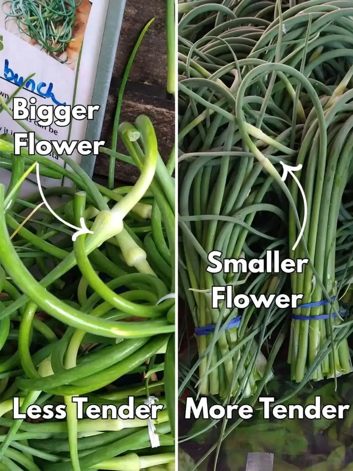 When are They in Season?
