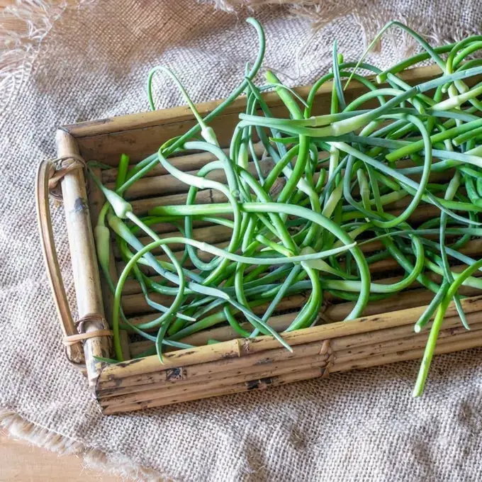 What are garlic scapes?