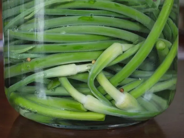 Lacto-Fermented Garlic Scapes