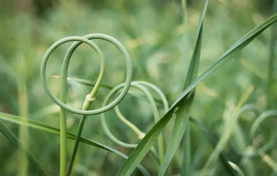 Fresh curly garlic scapes