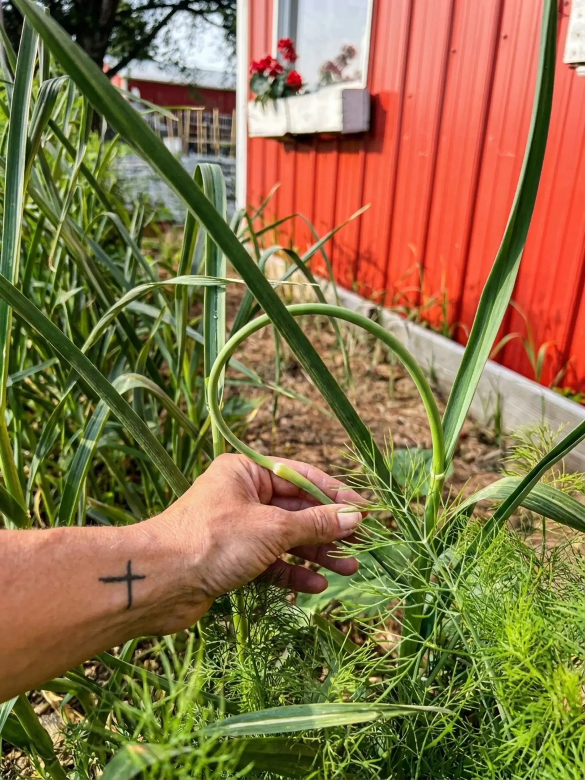 Make Garlic Scape Compound Butter: Recipe, Method, and Tips 4 Garlic scapes chives parsley and thyme chopped