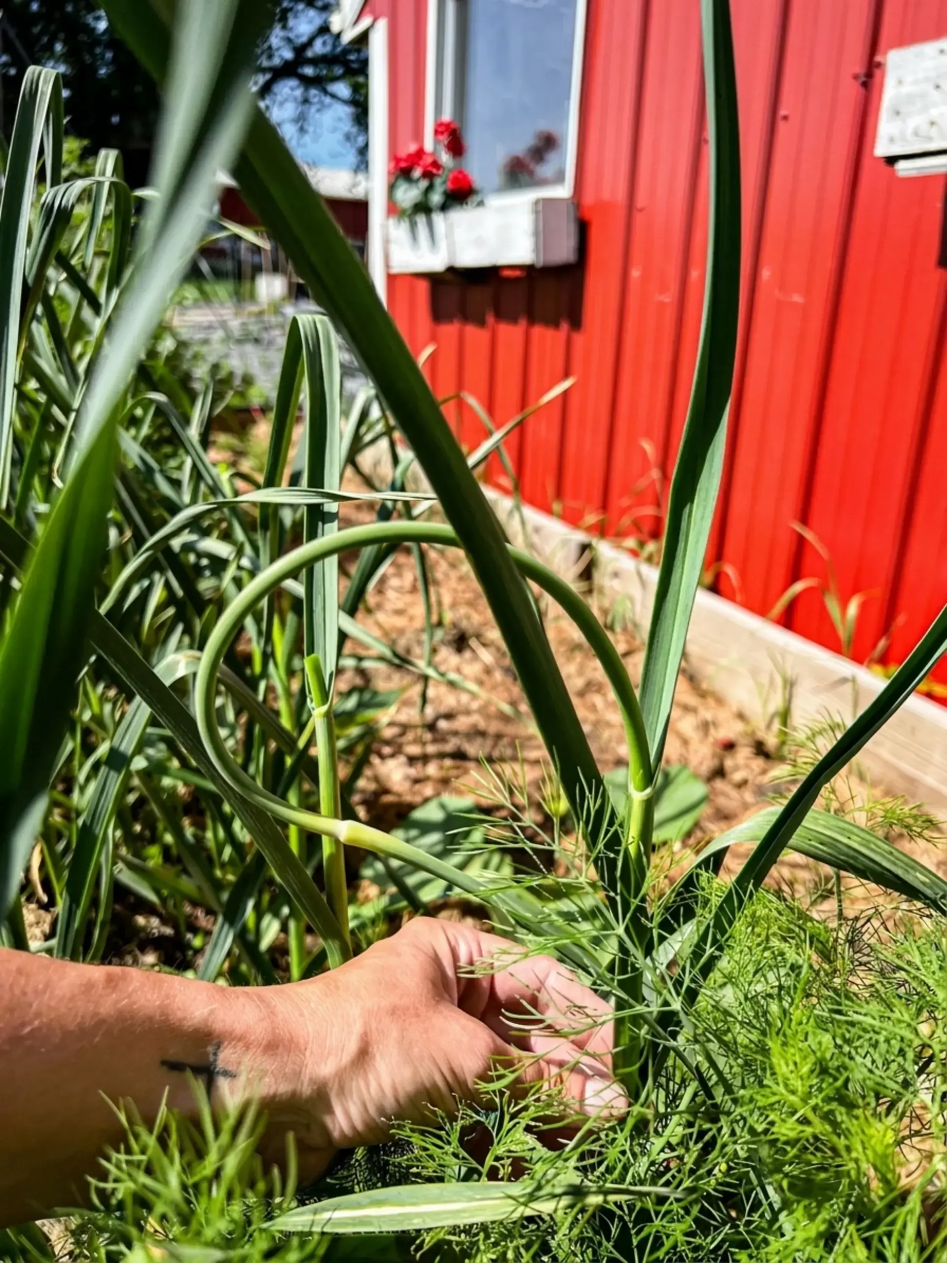 How to Make Garlic Scape Compound Butter 17 What is a Garlic Scape?