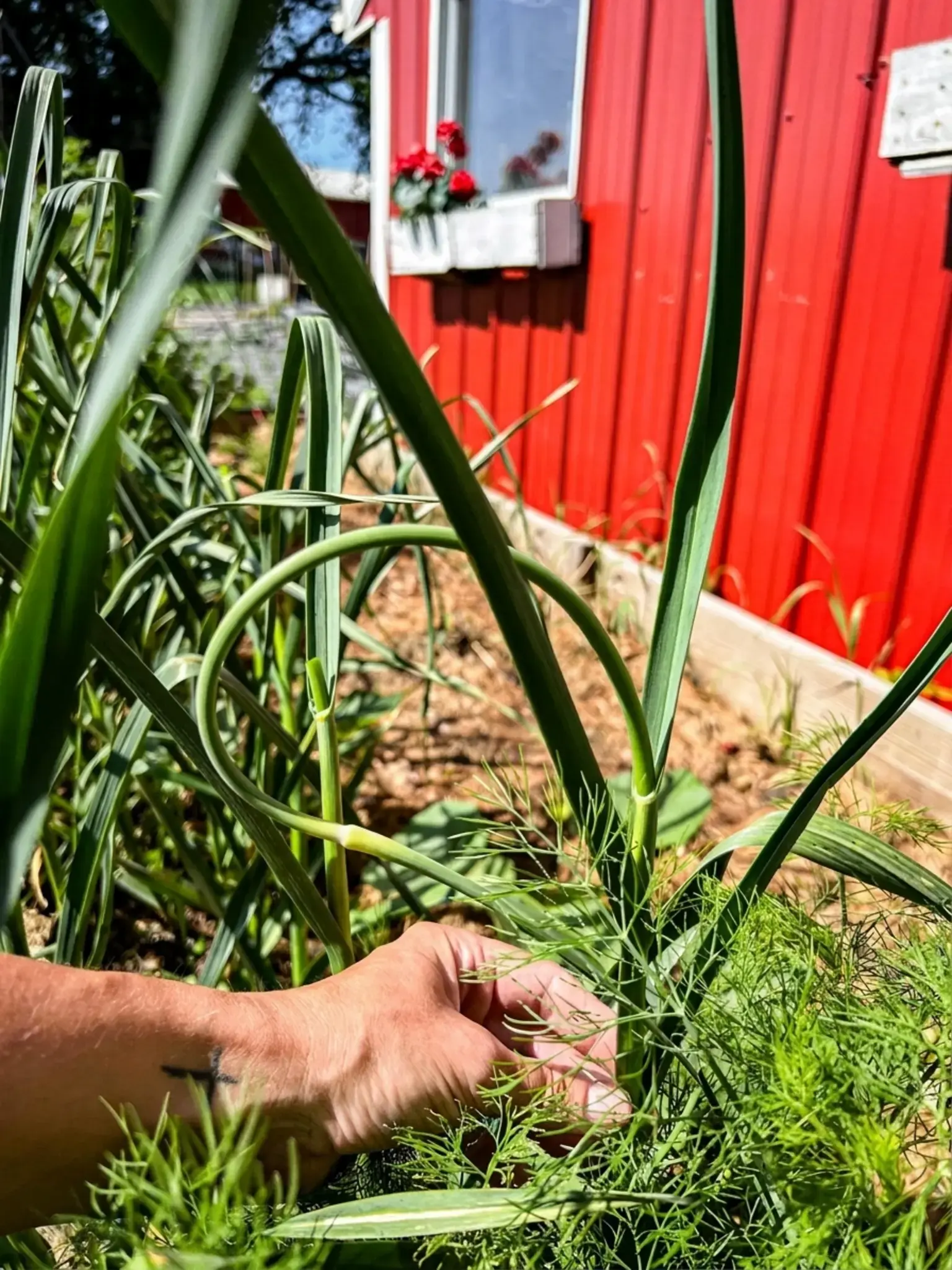How to Make Garlic Scape Compound Butter 18 What is a Garlic Scape?