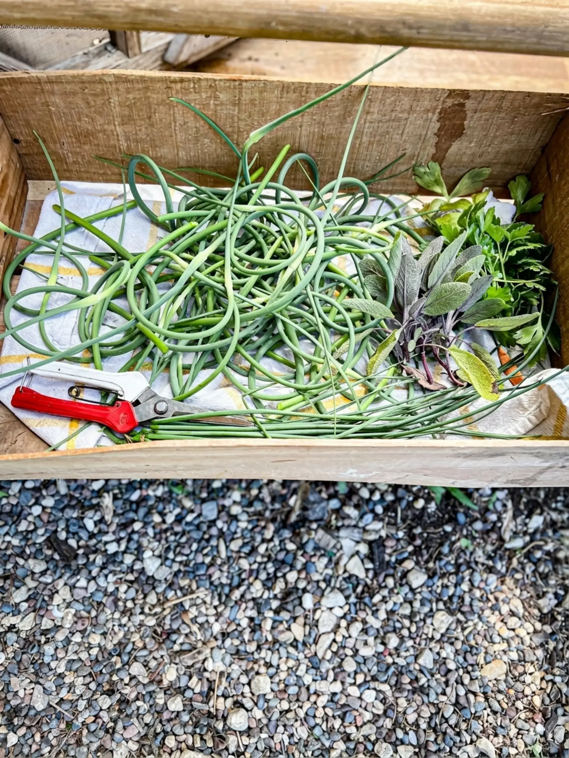 How to Make Garlic Scape Compound Butter 19 Why You'll Love making Garlic Scape Compound Butter