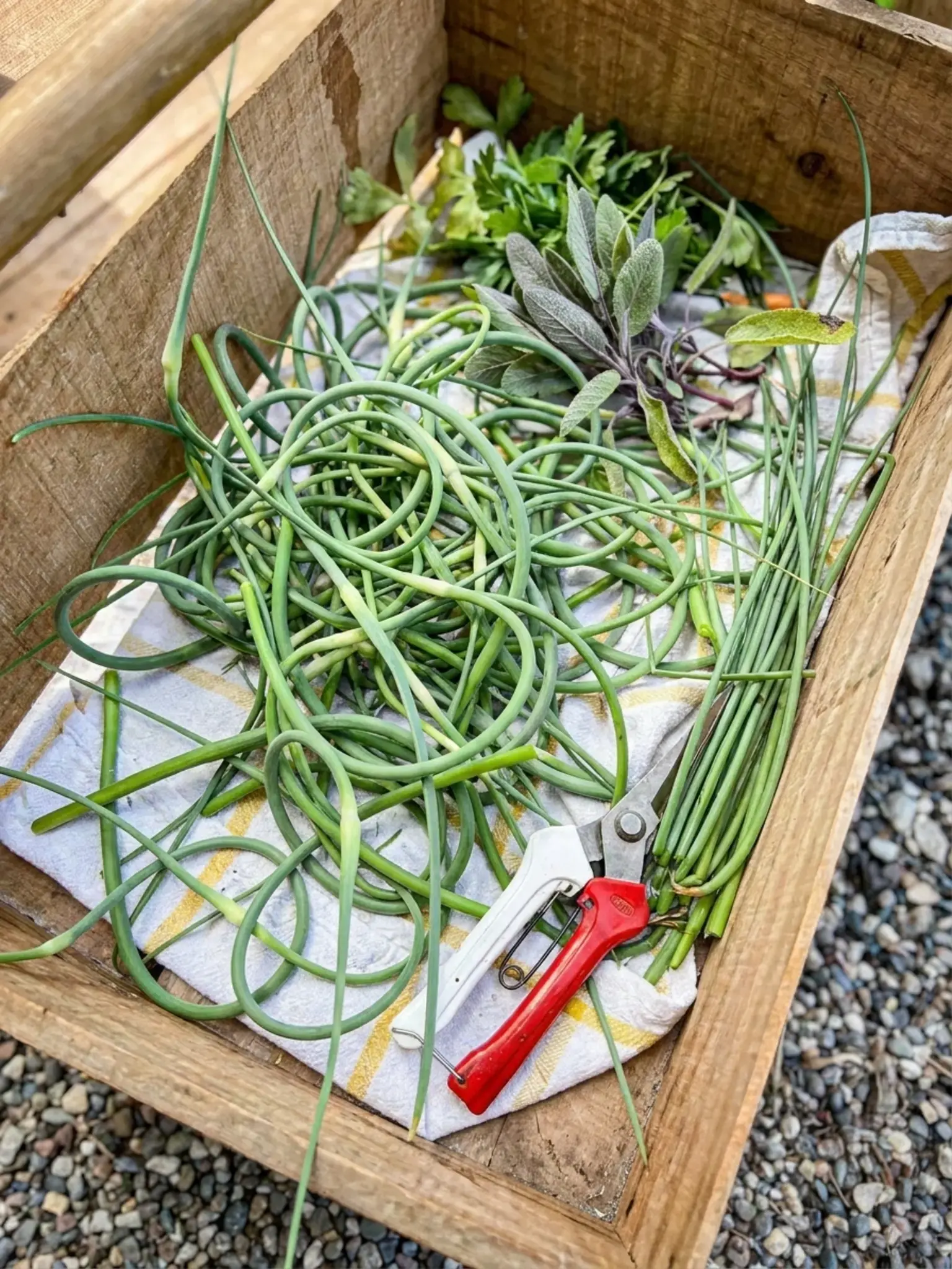 How to Make Garlic Scape Compound Butter 20 Why You'll Love making Garlic Scape Compound Butter