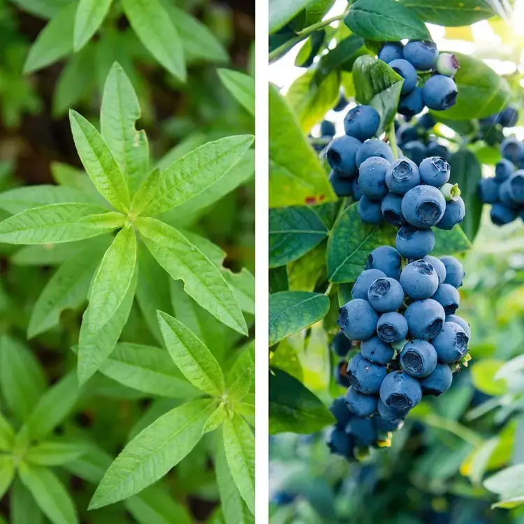 35 Fruit-Infused Water Recipes for Healthy, Sugar-Free Hydration 13 35 Fruit-Infused Water Recipes, Lemon Verbena Blueberry
