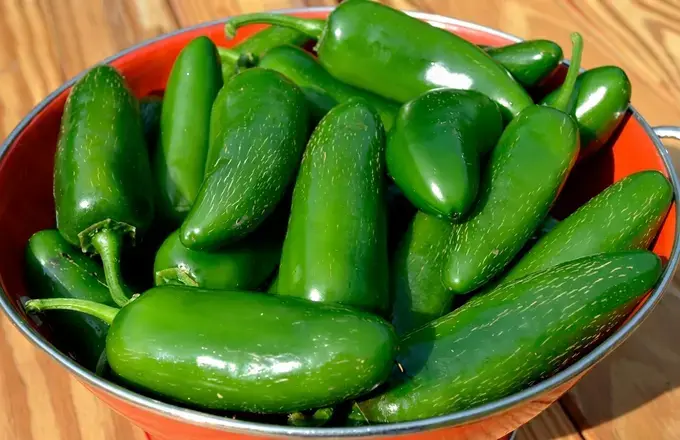 5 Pickled Jalapenos Canning Recipes, Pickled Jalapenos Canning Recipe